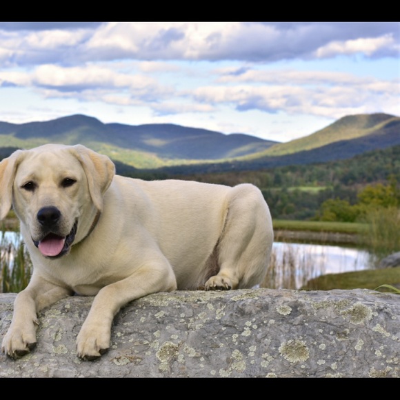 Patti Posh Ambassador 👠👗👚📦✈️🚐😊 💰5⭐️⭐️⭐️⭐️⭐️ - Picture 6 of 8